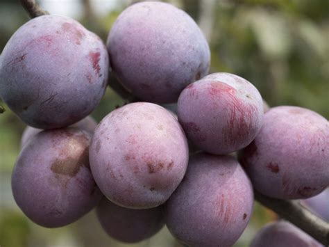 Paw paw produces edible, tropical like fruit with a delicious with a flavor somewhat like banana/mango with a touch of vanilla. Methley Plum Tree at Backyard Fruit | Fast growing trees ...