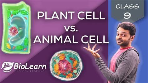PLANT CELL vs ANIMAL CELL | Difference between Plant ...