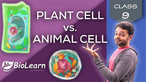 Identify differences between plant and animal cells. PLANT CELL vs ANIMAL CELL | Difference between Plant ...