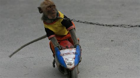 Topeng monyet monkey riding a wooden bicycle. The Truth Behind Those Videos of Monkeys Riding Tiny ...