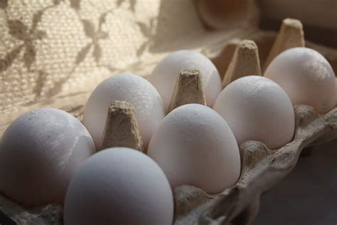 Sementara, wanita butuh waktu yang lebih lama sebelum mendapatkan orgasmenya. 6+ Fakta Unik Tentang Ayam Elba Sebagai Ras Petelur Super