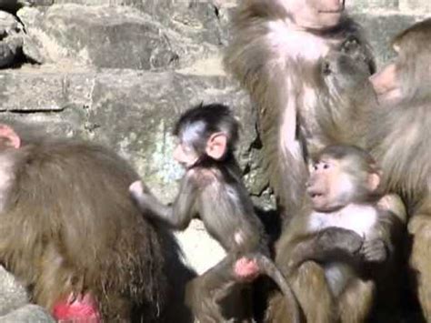 The director of zurich zoo, severin dressen, said the zookeeper had been zurich zoo said it would remain closed on sunday following the incident. Affen im Berliner Zoo 2012 - YouTube