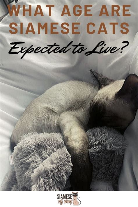 The average life expectancy of a siamese is between 15 and 20 years when properly cared for and fed an appropriate, good quality diet to suit their ages. Expected Life Span of a Blue-Point Siamese Cat | Siamese ...