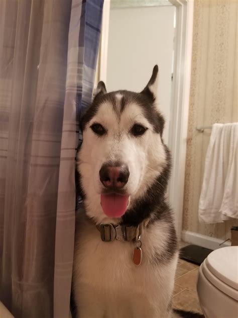 Another hazardous when taking a bath with your baby is getting in and out of the tub which can be a dangerous situation just by yourself, let alone when handling an infant. When you try to take a bath and have a Husky roommate ...