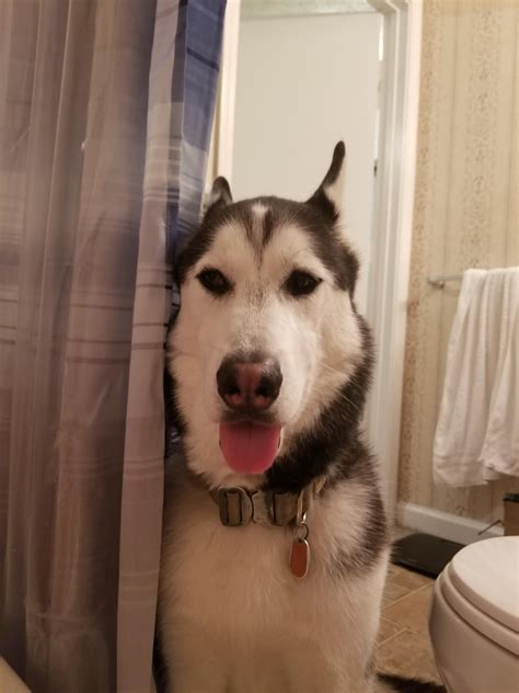 You could take the baby in the shower with you. When you try to take a bath and have a Husky roommate ...