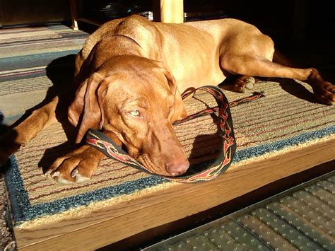 Puppy fear periods are perfectly normal but the way you manage your. What Are "Fear Periods" Telling Us? - The Understood Dog
