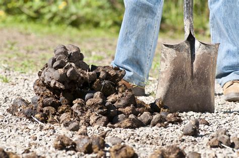 Backwoods home has instructions on how to make horse manure bricks to burn as fuel and claims it has a higher heating value than seasoned hardwood. Nine Fascinating Facts About Horse Manure