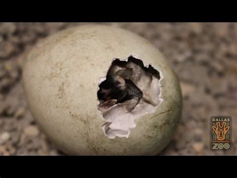 Download the perfect penguins pictures. Watch the Adorable Moment A Penguin Hatches From Its Egg ...