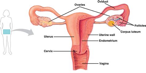 The anterior leg compartment muscles charts and posters. Female male anatomy sex penetration diagram . Porn pictures.