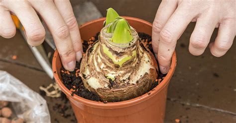 Je nach wuchshöhe der sommerblumen musst du zwischen den zwiebeln einen abstand von 20 bis 100 cm einhalten. Amaryllis einpflanzen: Darauf müssen Sie achten - Mein ...