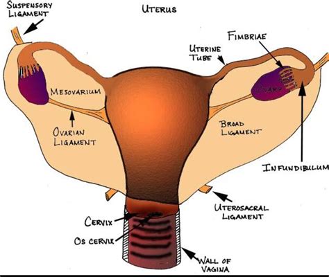 The uterosacral ligament connects the uterus at the level of thecervix to the sacrum and is therefore its primary support. Anatomy - pelvic ligaments (Reproductive anatomy ...