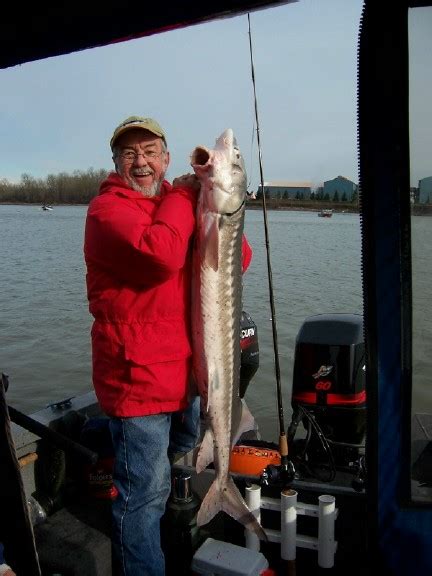 Welcome to all former crew members of the uss sturgeon (ssn637). Willy Sturgeon - Nice Lips - www.ifish.net