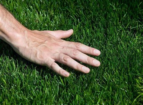 Few herbicides are effective against it. Hancock's Common Bermuda Grass Seed (Hulled) | Warm season ...
