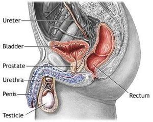 They may be caused by conditions other than prostate cancer. Prostate Cancer Symptoms