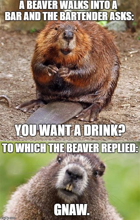 New videos about hairy beaver lick added today! Beaver Memes