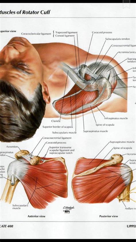 A diagram to illustrate the pivotal position and the diminution of the possibility of rotation of the the diagrams on p. Shoulder muscles diagram | Muscle anatomy, Shoulder ...