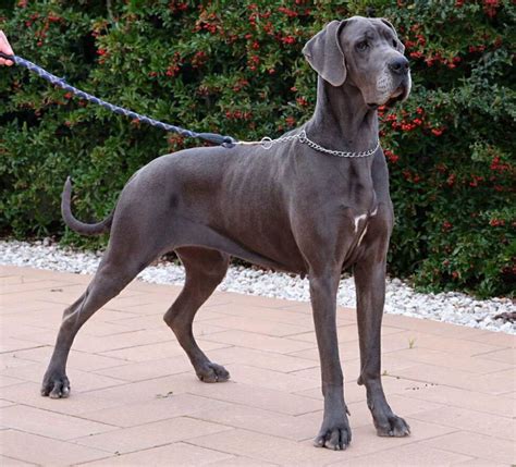 Io invece di tagliare questo ornamento di cane alano fuori ciliegia utilizzando una sega di scorrimento. Alano Blu Chanel Famiglia Miscano femmina blu alta ...