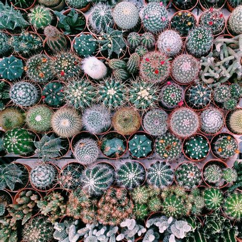But there's so much to steal (both for pcs and dms! Awakening. | Plants, Planting succulents, Cactus plants