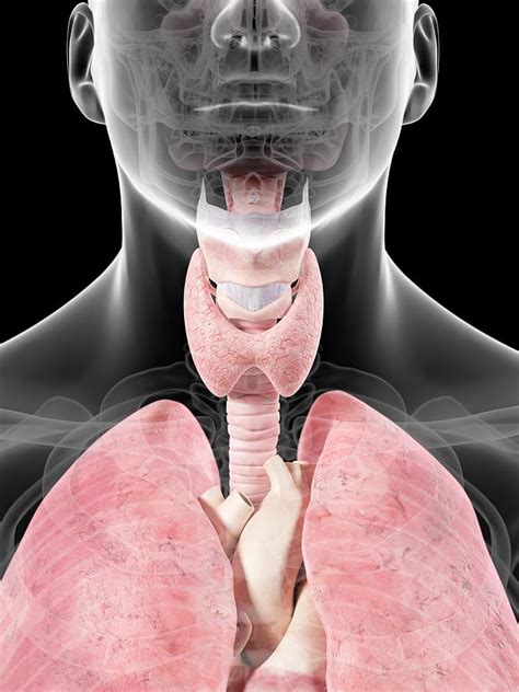 The thyroid gland is a single midline endocrine organ in the anterior neck responsible for thyroid hormone production which lies in the visceral space completely enveloped by pretracheal fascia. Thyroid Anatomy Photograph by Sciepro