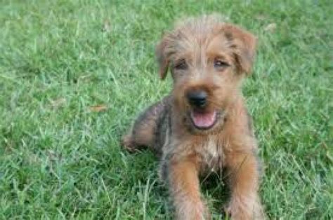 Standard poodle puppies for sale… the standard poodle is a medium to large sized dog with a dense, curly coat, a long slender face and muzzle beautiful 5 week old soft coated wheaten terrier puppies available now. Charming Irish Terrier Puppies for sale Offer