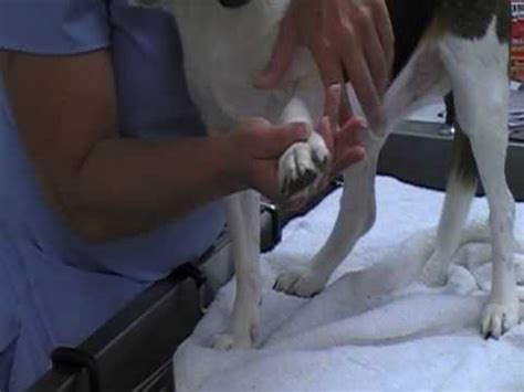 How we perform a jugular draw: blood draw medium dog restraint - YouTube