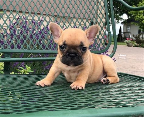 However free english bulldogs are a rarity as rescues usually charge a small. French Bulldog Puppies For Sale in Indiana & Chicago ...