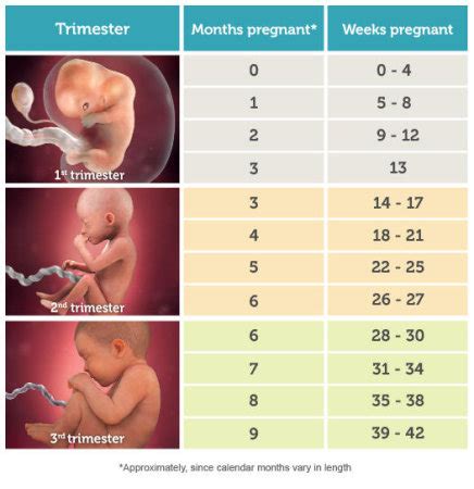 At 34 weeks pregnant, you're eight months pregnant, give or take. How many months of pregnancy is 23 weeks? - BabyCenter