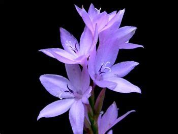 Find florist in hexham, northumberland using the local store shopping guide. Marginata Iridaceae