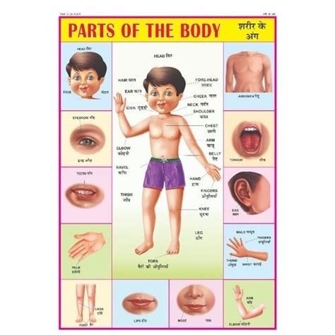 The yellow parts represent the basic material and the pink pieces represent the lining. Maplitho Paper Body Parts Name Chart, Size: 70x100 Cm, Rs ...