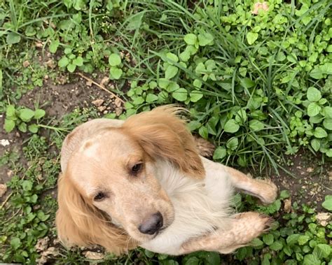 In montana, the raney's help beth and mike ettinger who live in an abandoned ghost town where many previous homesteaders failed. Cockalier Puppies For Sale | Homestead, FL #332222