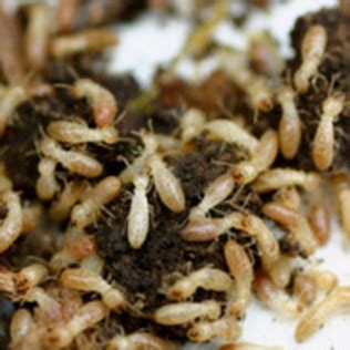 The hitmen termite & pest control. Termite Control Services | Alameda, CA | Burge Pest Control