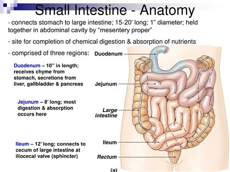 Learn all about the small intestine, where it is located in the body, and which conditions can affect it. PPT - The Digestive System Chapter 25 PowerPoint Presentation - ID:354622