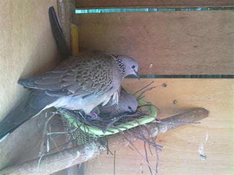 Gambar burung derkuku jantan dan betina. membedakan kelamin burung tekukur jantan dan betina | JBBKICAU