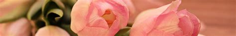 Internationaler frauentag (englisch international women's day, kurz iwd), weltfrauentag, (internationaler) frauenkampftag oder kurz frauentag ist der name eines welttags, der jährlich am 8. Internationaler Frauentag • Bunaa