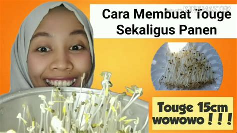 Hidangkan kelezatan tumis tauge sederhana yang enak, lezat dan mudah. Cara Membuat Tauge 15cm - YouTube