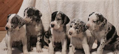 The ideal dog food for great dane puppies should contain at least 35% protein. Great Dane Puppy Food - Dane Good Blog