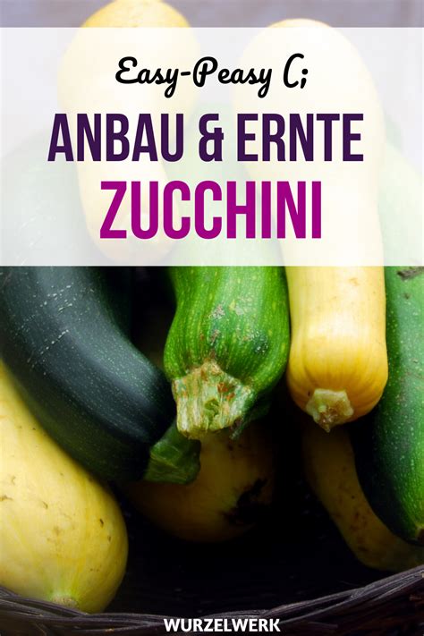 Die pflanze ist ein gemüse, das der richtige pflanzkübel für zucchini. Der komplette Zucchini-Guide - Zucchini pflanzen, anbauen ...