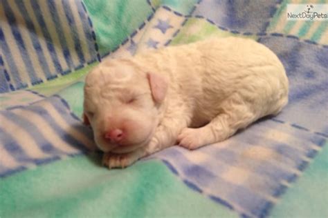 Lagotto romagnolo is an easy dog to fall in love with. Valentina | Lagotto romagnolo, Lagotto romagnolo puppy ...