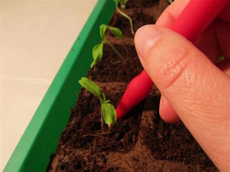 4.2 tomatenaussaat mit viel licht. Tomaten vorziehen 2021 » Alle Infos auf Gartenzeile.de