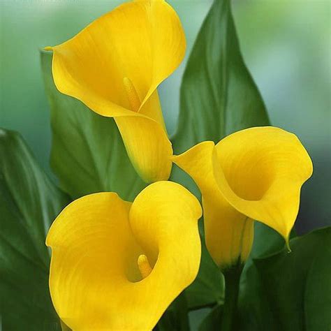 What size pot should i plant it in and is regular potting soil ok to use? 1pcs Bulb Rare Yellow Calla Lily Bulbs Perennial Bonsai ...