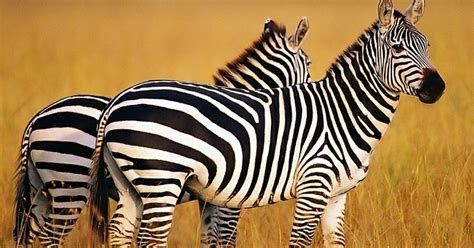 Check spelling or type a new query. Apa Fungsi Warna Hitam-Putih pada Tubuh Zebra? | Belajar ...