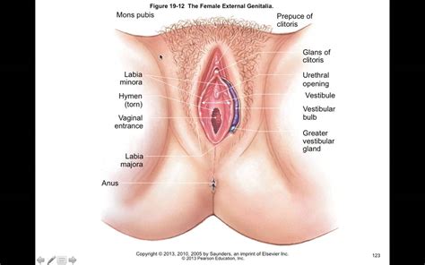 Illustration of the anatomy of female genitalia. Chapter 32 Female Genital and Reproductive Function ...