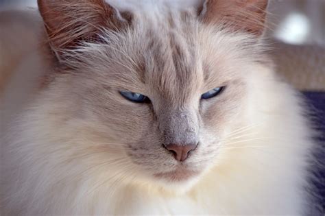 The coat length of a balinese cat is really what separates it from siamese. Balinees - Kom hier meer te weten over dit interessante ...