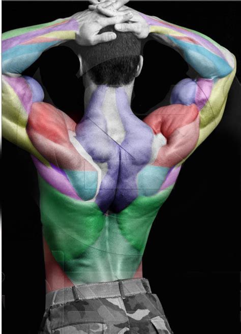 The intrinsic or deep muscles are those muscles that fuse with the vertebral column. 三条友美 on Twitter: "よく絵の描き方で筋肉の図解が載ってるんだが。なにがどうなってるんだがまったく見 ...