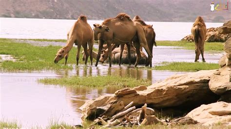 August 2019 مدة الرحلة : ‫#لقطة | سلطنة عمان - صلالة - ظفار |Oman -Salalah - Dhofar ...