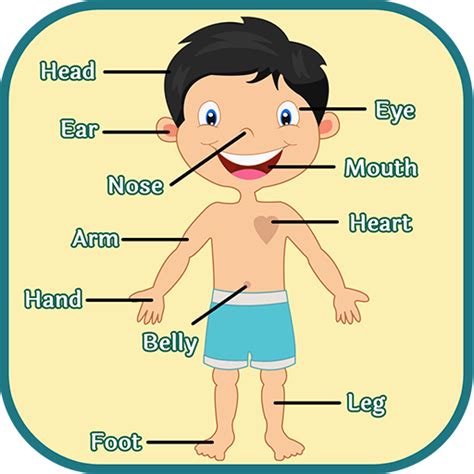 They are large flashcards for teachers to hold at the front of the class or to display on the board. Animated Body Parts Png & Free Animated Body Parts.png ...