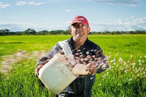 Orchards, retreat, rubber plantation, raw land. peasant, rice fields, rice crops, colombia, field, neiva, tello, rice, man, farmer, farming | Pikist