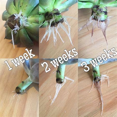 How often should i water a succulent leaf? Water propagation progress! After 3 weeks in water, these ...