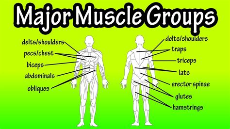 Chart of major muscles on the front of the body with labels. Major Muscle Groups Of The Human Body - YouTube