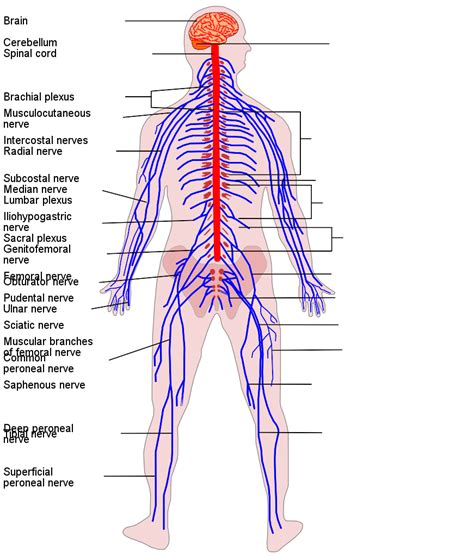 Physicians should suspect a peripheral nervous system disorder based on the pattern and type of neurologic deficits, especially if deficits are localized to particular nerve roots, spinal nerves. Diagram Human Nervous System Model - Aflam-Neeeak